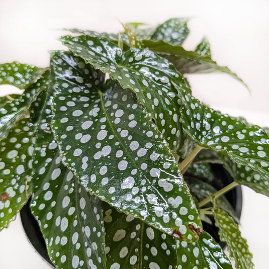 Begonia 'White Ice'