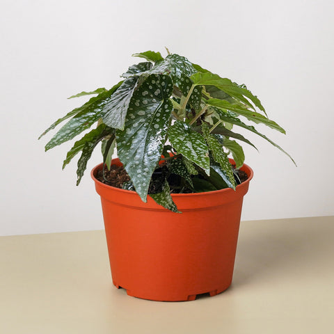 Begonia White Ice
