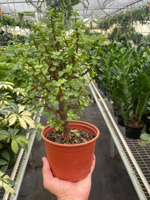 Bonsai Jade Dwarf Green, additional product view 2