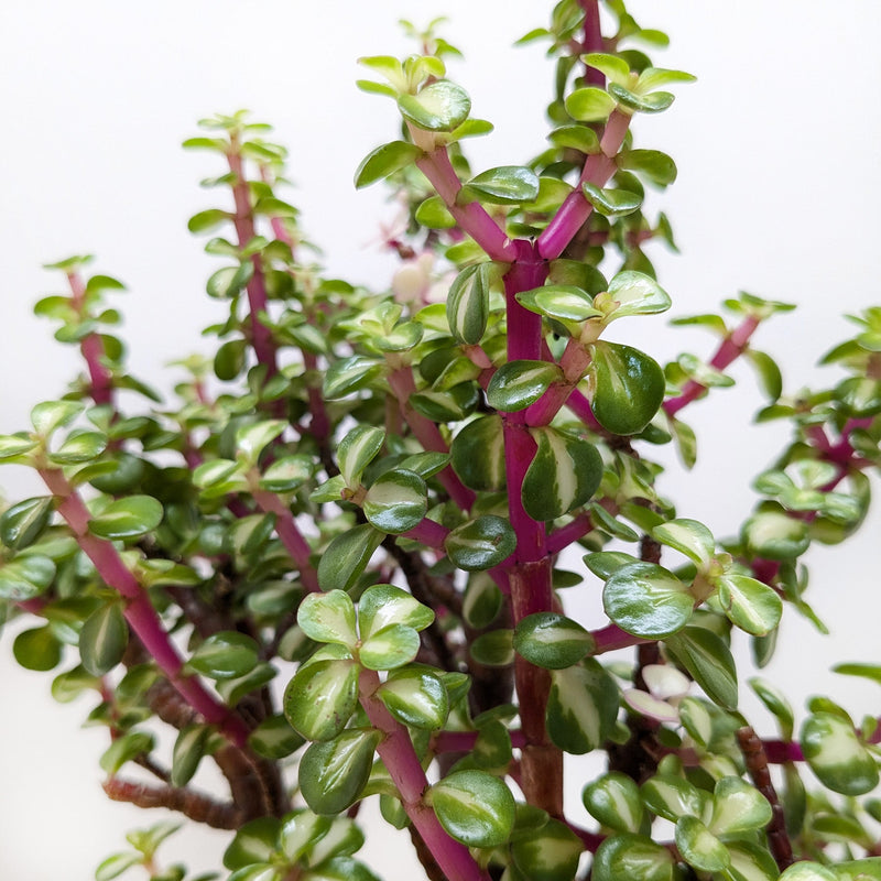 Load image into Gallery viewer, Bonsai Jade Dwarf Rainbow
