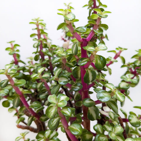 Bonsai Jade Dwarf Rainbow, additional product view 2