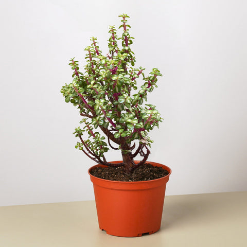 Bonsai jade dwarf rainbow