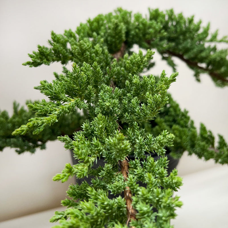 Load image into Gallery viewer, Bonsai Juniper

