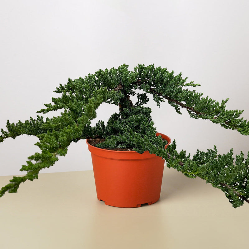 Load image into Gallery viewer, Bonsai Juniper
