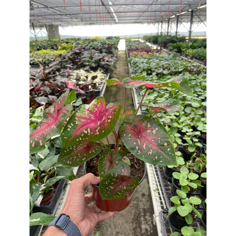 6-inch Caladium Red Flash