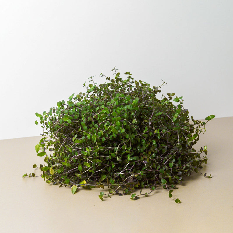 Load image into Gallery viewer, Calasia Repens

