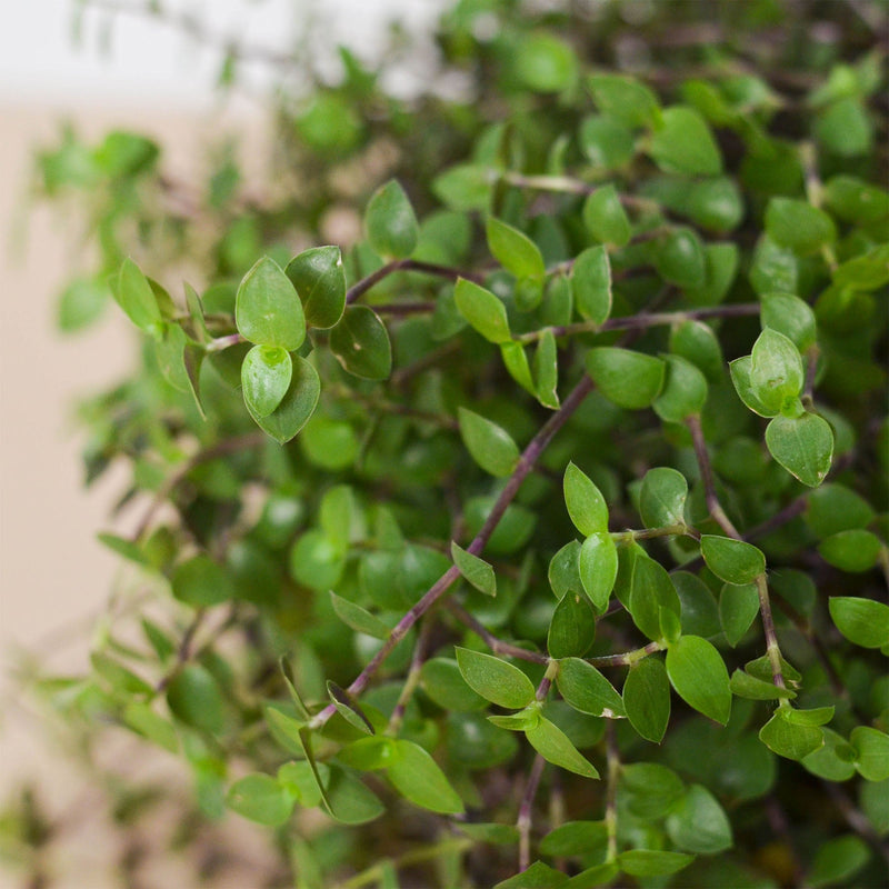 Load image into Gallery viewer, Calasia Repens
