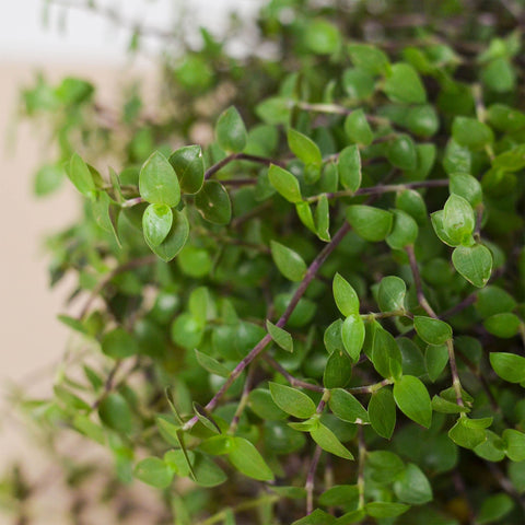Calasia Repens, additional product view 2