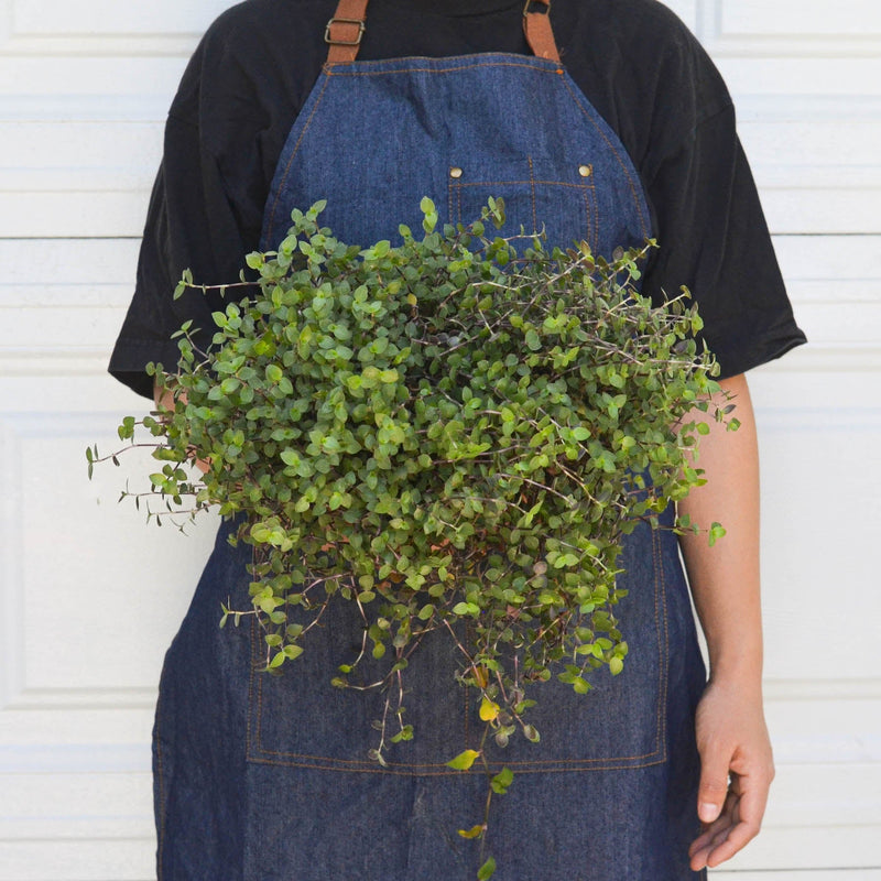 Load image into Gallery viewer, Calasia Repens
