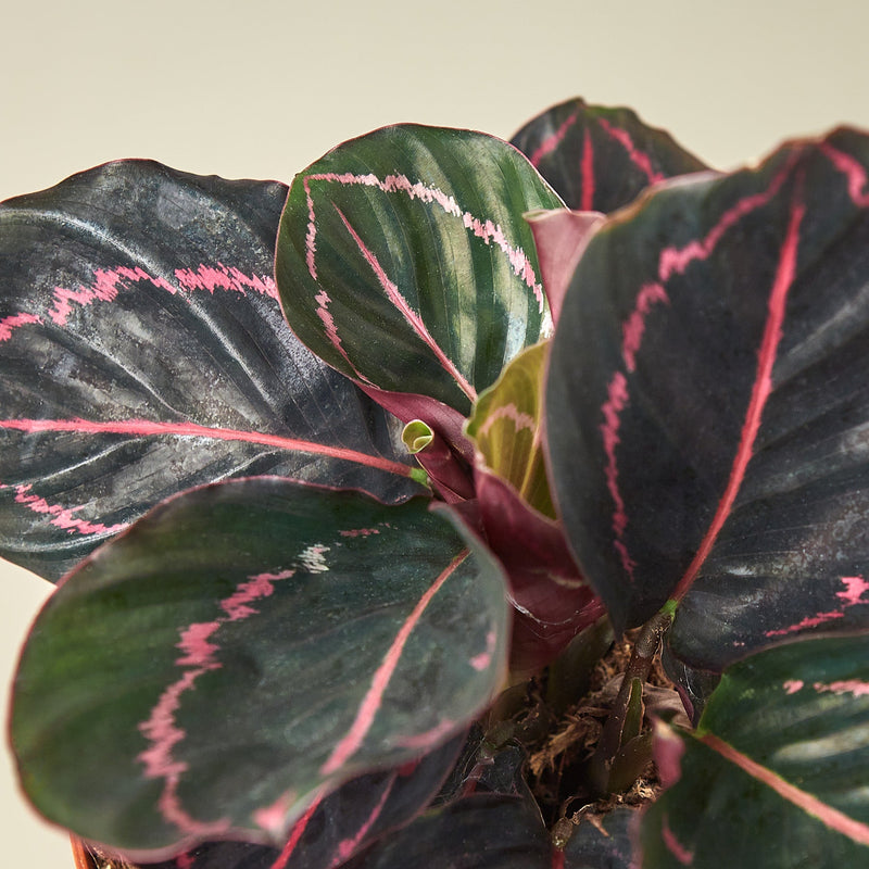 Load image into Gallery viewer, Calathea 'Dottie'
