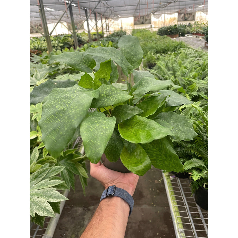 Load image into Gallery viewer, Calathea 'Musaica'

