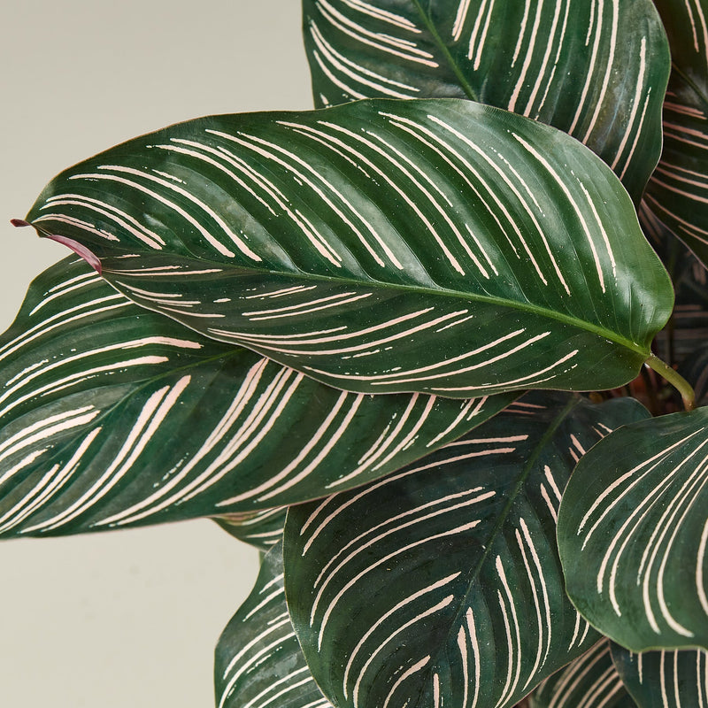 Load image into Gallery viewer, Calathea 'Ornata'
