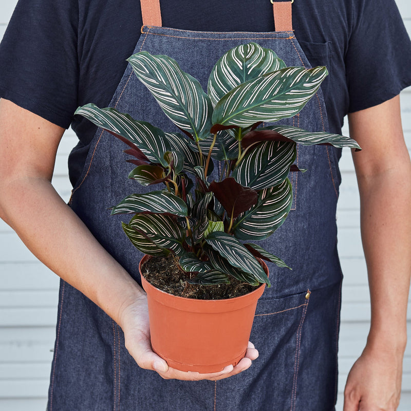 Load image into Gallery viewer, Calathea 'Ornata'

