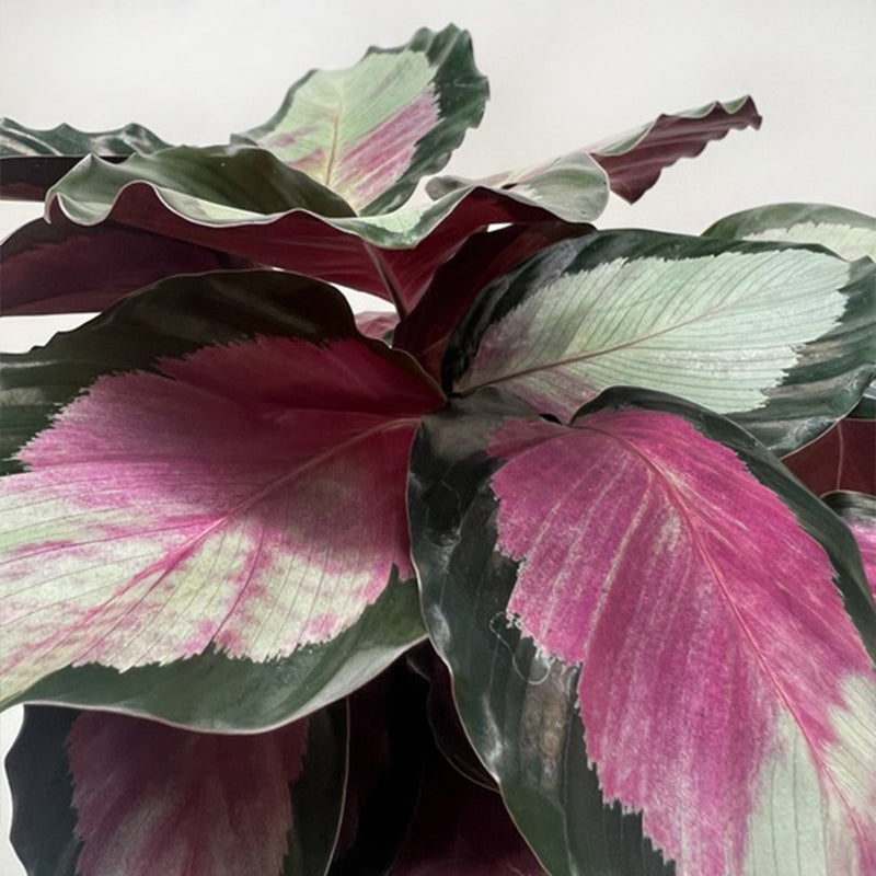 Load image into Gallery viewer, Calathea roseopicta 'Silvia'
