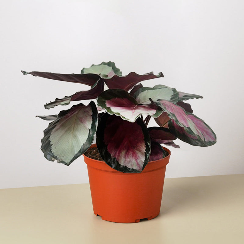 Load image into Gallery viewer, Calathea roseopicta 'Silvia'
