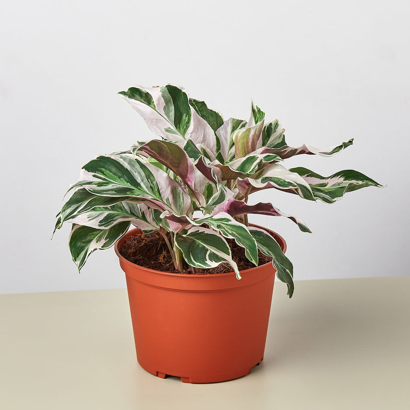 Load image into Gallery viewer, Calathea 'White Fusion'
