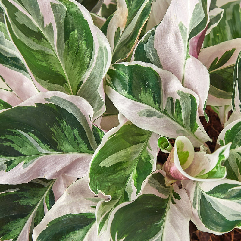 Load image into Gallery viewer, Calathea 'White Fusion'
