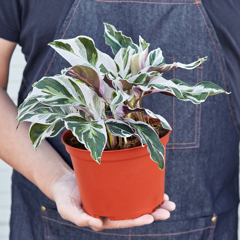 Load image into Gallery viewer, Calathea 'White Fusion'
