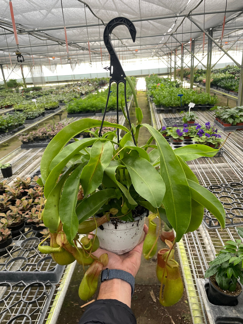 Load image into Gallery viewer, Carnivorous 'Monkey Cup' Plant
