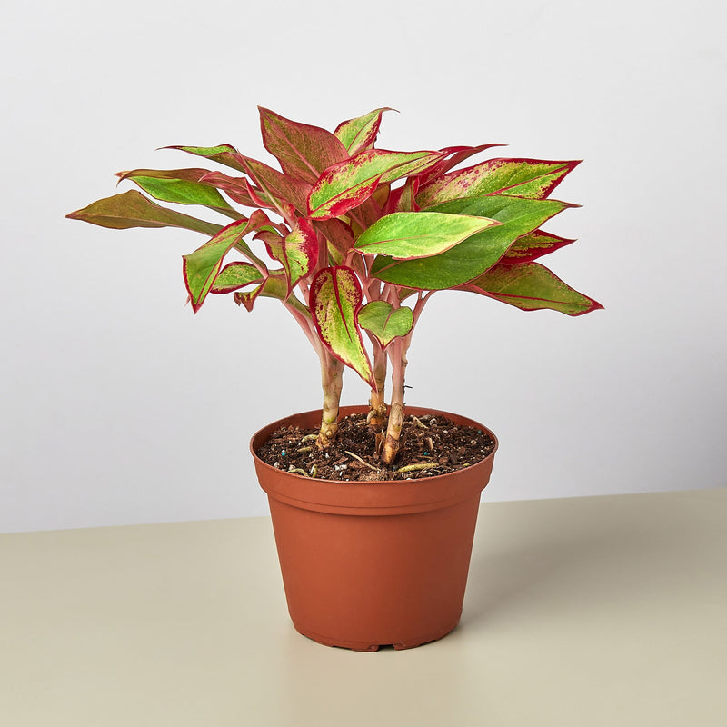 Load image into Gallery viewer, Chinese Evergreen 'Red Siam'
