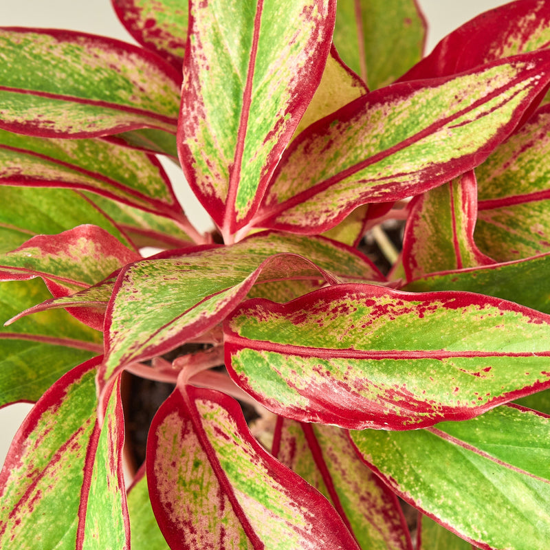 Load image into Gallery viewer, Chinese Evergreen 'Red Siam'
