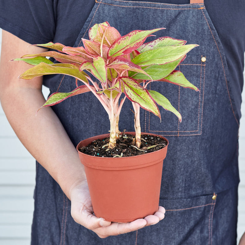 Load image into Gallery viewer, Chinese Evergreen 'Red Siam'
