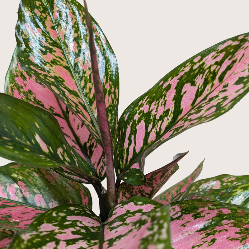 Load image into Gallery viewer, Chinese Evergreen 'Wishes'
