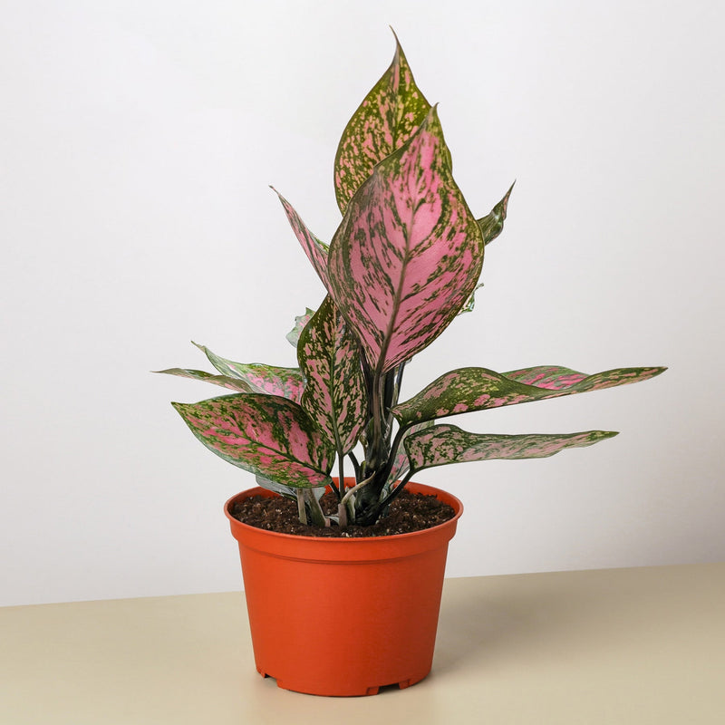 Load image into Gallery viewer, Chinese Evergreen 'Wishes'
