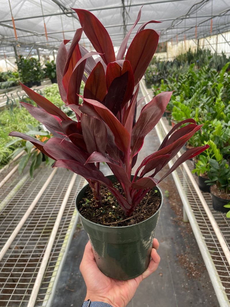 Load image into Gallery viewer, Cordyline 'Calypso Queen'
