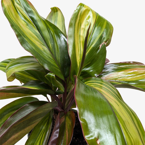 Cordyline Willies Gold, additional product view 2