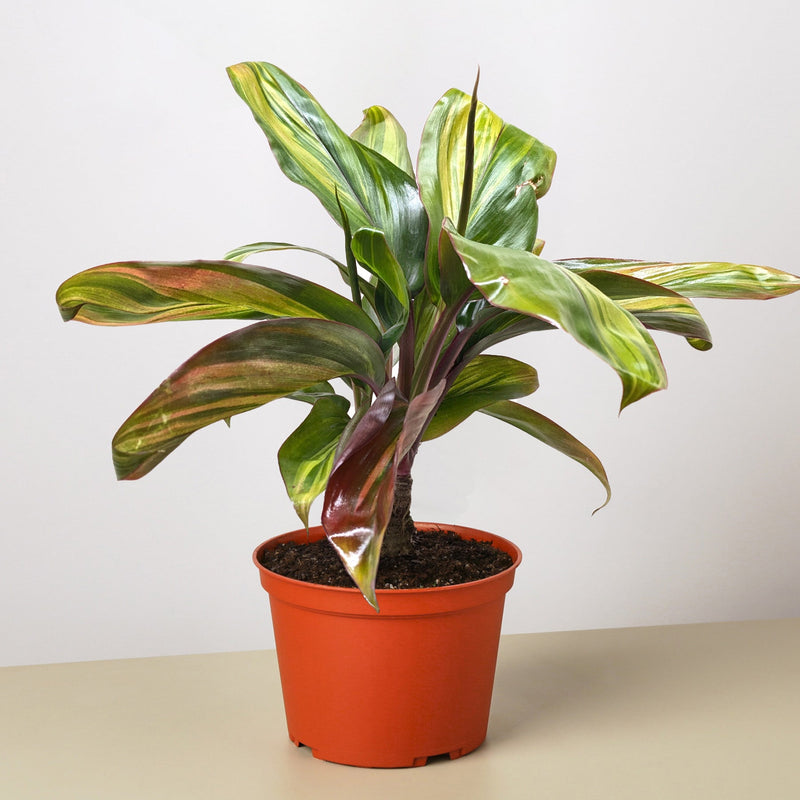 Load image into Gallery viewer, Cordyline Willies Gold

