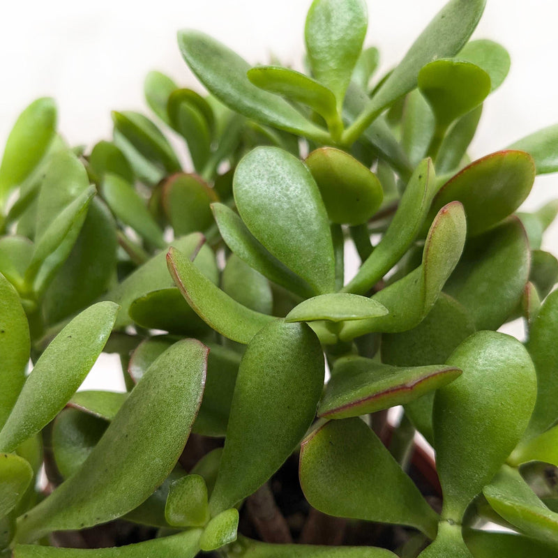 Load image into Gallery viewer, Succulent Crassula 'Jade'
