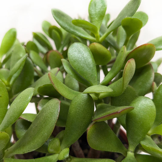 Succulent Crassula 'Jade'