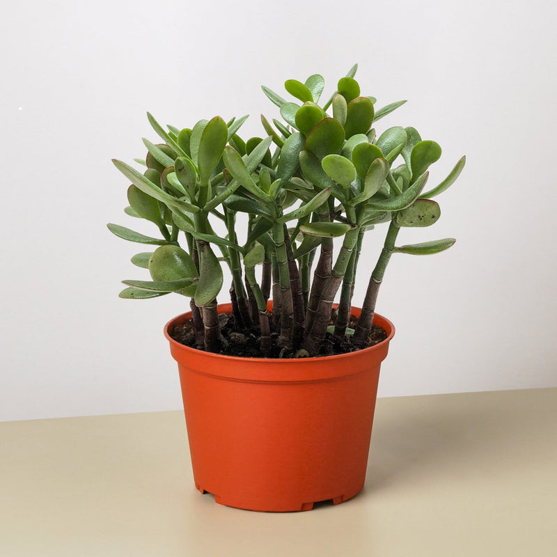 Load image into Gallery viewer, Succulent Crassula 'Jade'
