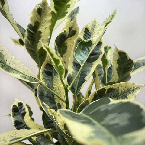 Croton 'Tamara', additional product view 2