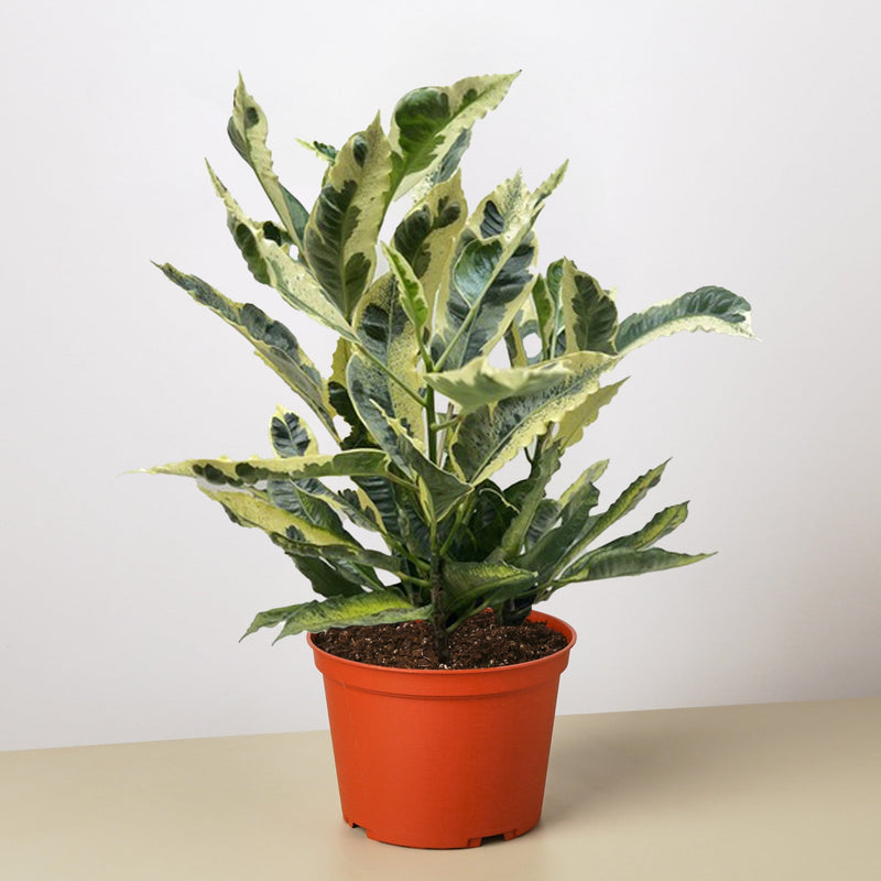 Load image into Gallery viewer, Croton 'Tamara'
