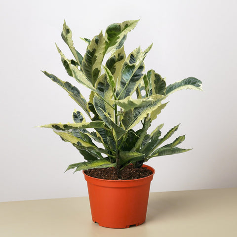 Croton Tamara