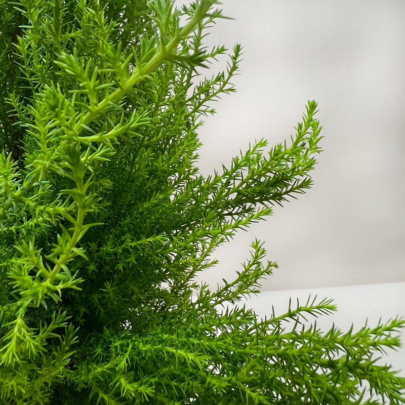 Load image into Gallery viewer, Cypress Lemon
