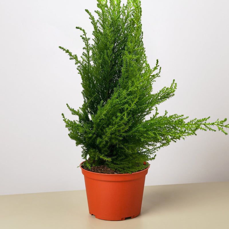 Load image into Gallery viewer, Cypress Lemon
