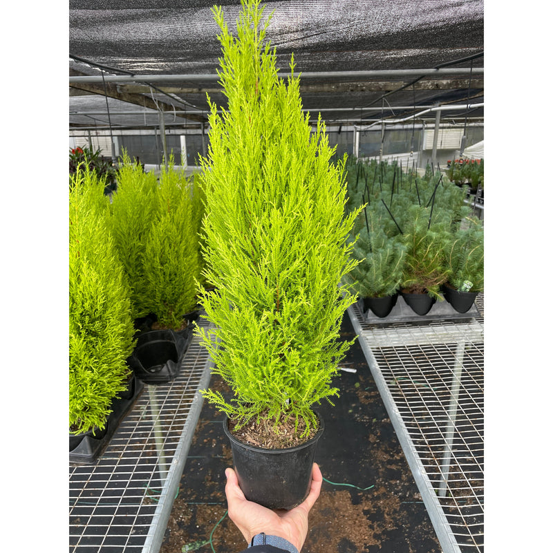 Load image into Gallery viewer, Cypress Lemon
