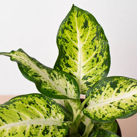 Dieffenbachia 'Amy', additional product view 2