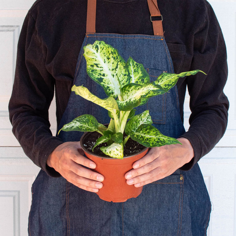 Load image into Gallery viewer, Dieffenbachia 'Amy'
