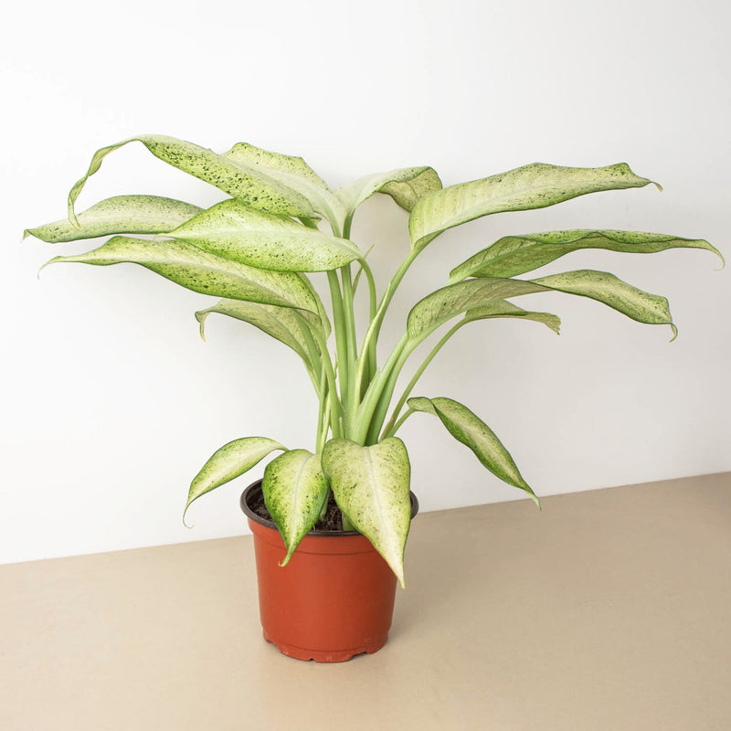 Load image into Gallery viewer, Dieffenbachia 'Camouflage'
