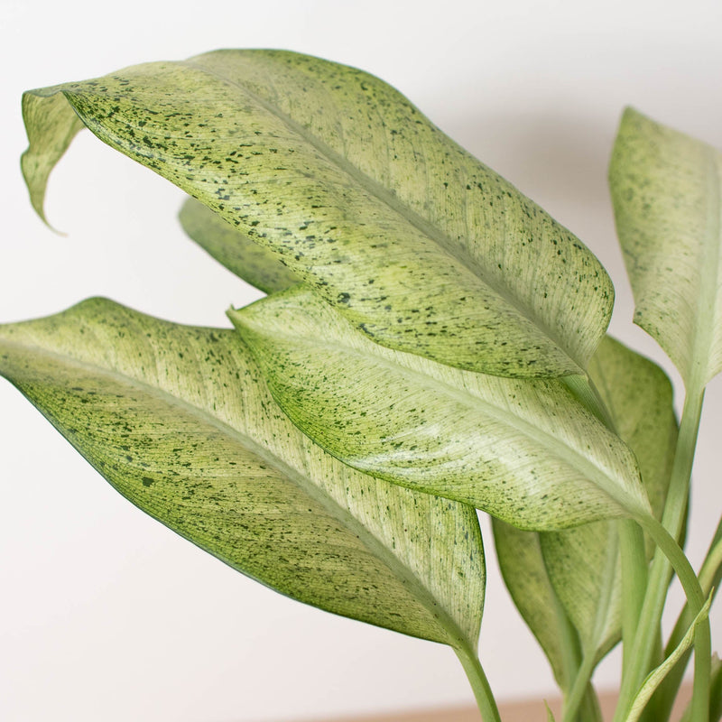 Load image into Gallery viewer, Dieffenbachia 'Camouflage'
