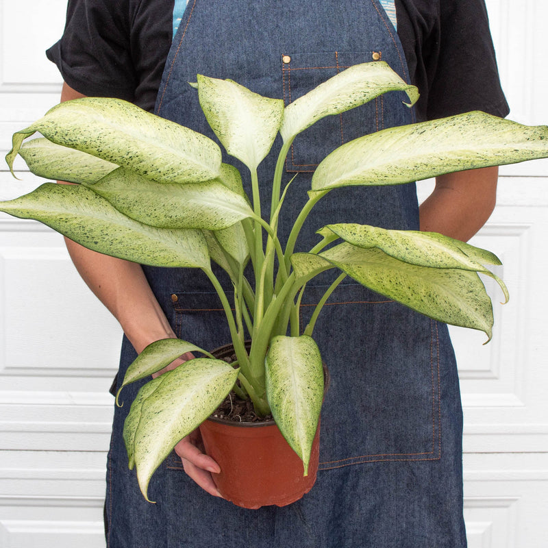 Load image into Gallery viewer, Dieffenbachia 'Camouflage'
