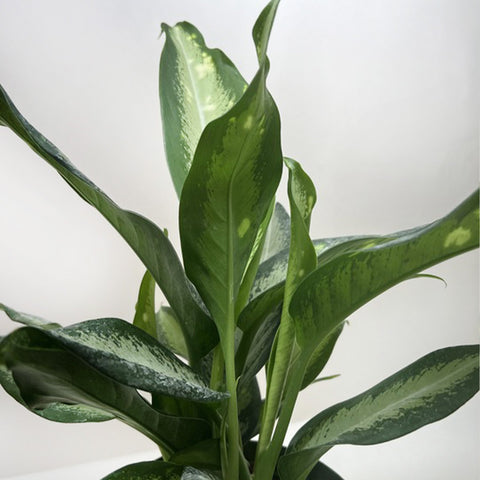 Dieffenbachia Panther, additional product view 2
