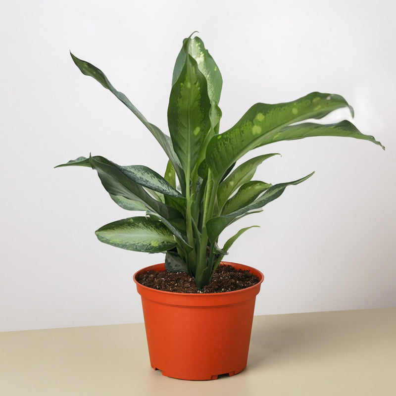 Load image into Gallery viewer, Dieffenbachia Panther
