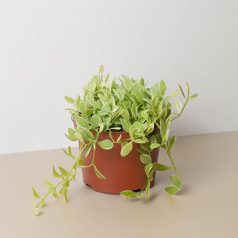 Load image into Gallery viewer, Succulent Dischidia Cascade
