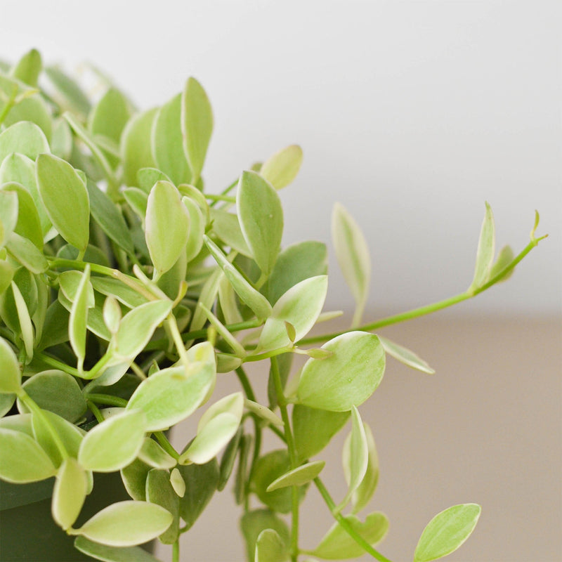 Load image into Gallery viewer, Succulent Dischidia Cascade
