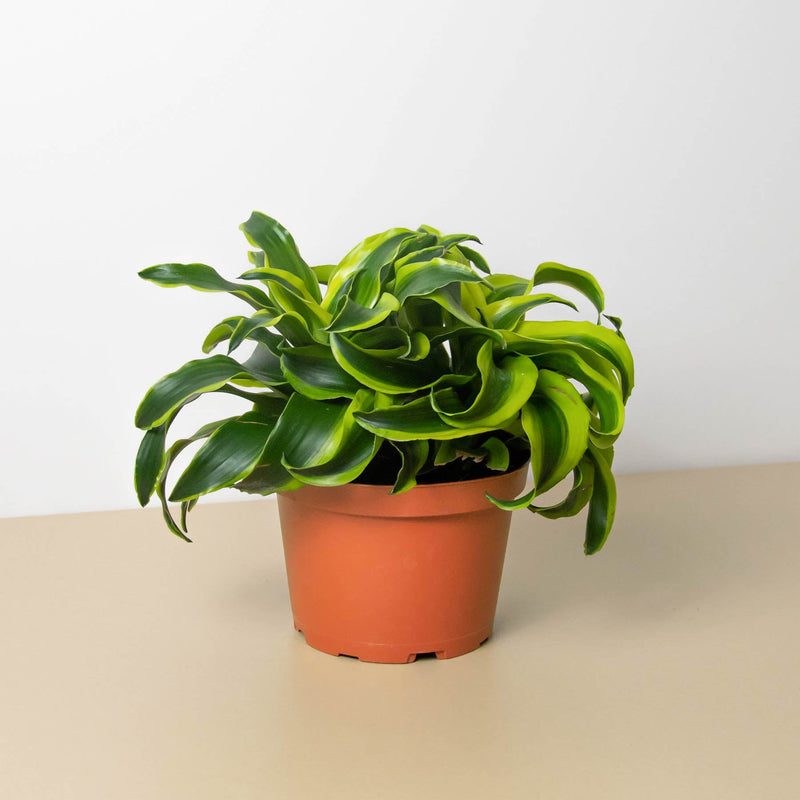 Load image into Gallery viewer, Dracaena 'Tornado'
